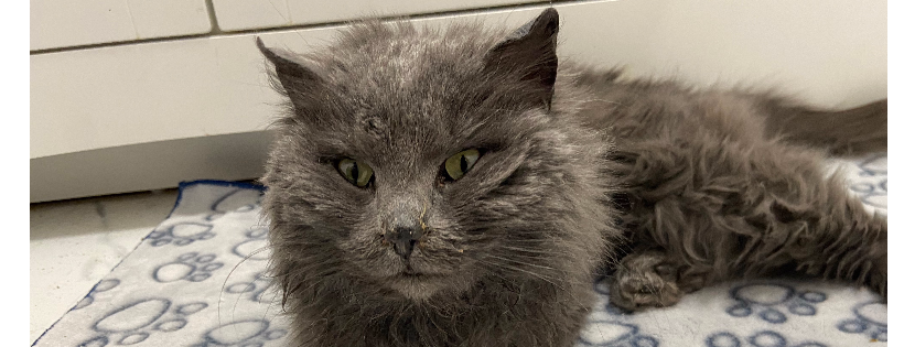 Grateful Friends Animal Rescue