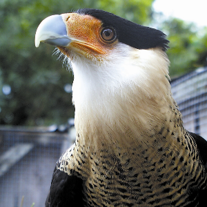 Wildlife, Inc. Logo
