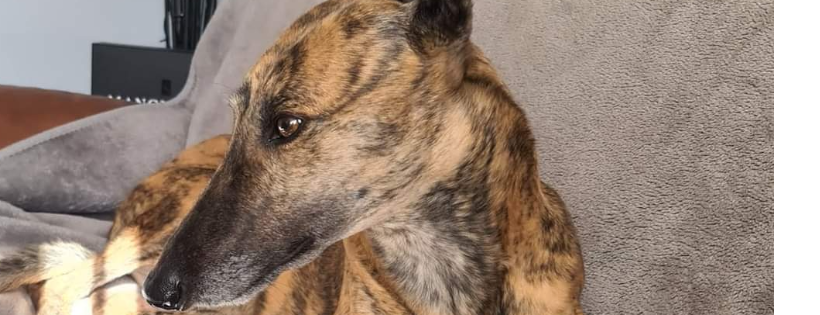 Alfies dream for greyhounds ltd