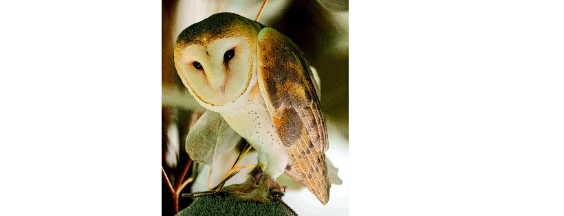 SkyWatch Bird Rescue