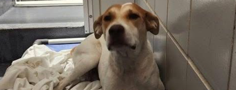Burnside Paws Animal Rescue