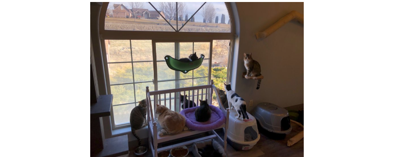 Lake Lowell Animal Rescue