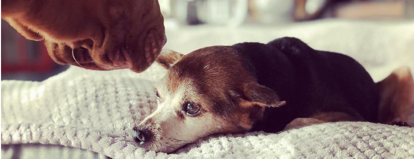 Golden Ears Sanctuary & Rescue