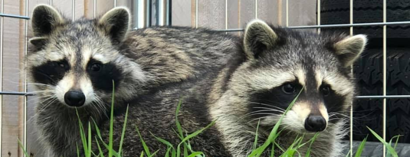 The Broken Bandit Wildlife Center Inc