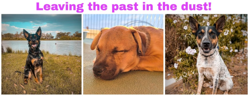 Dusty Paws Dog Rescue