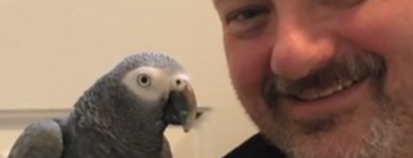 Mickaboo Companion Bird Rescue
