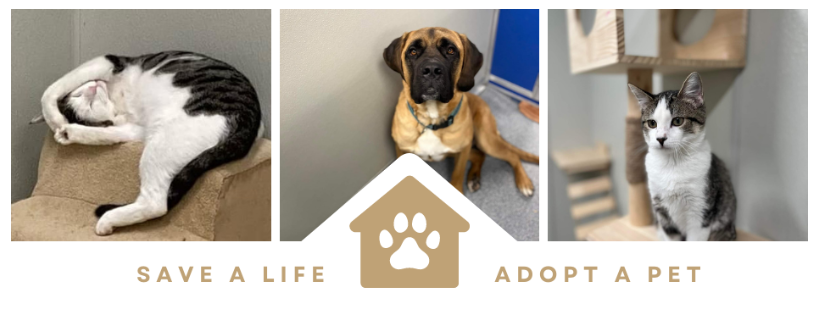 Mondak Animal Rescue