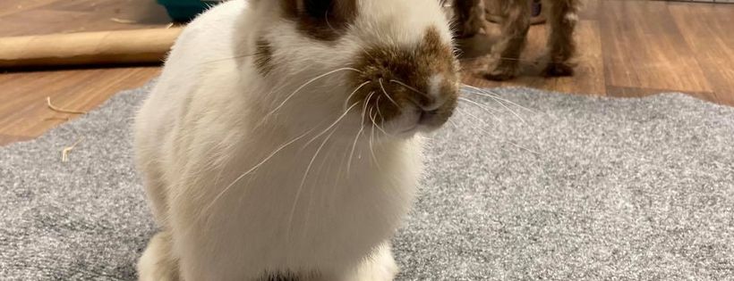 Struggles to snuggles animal rescue