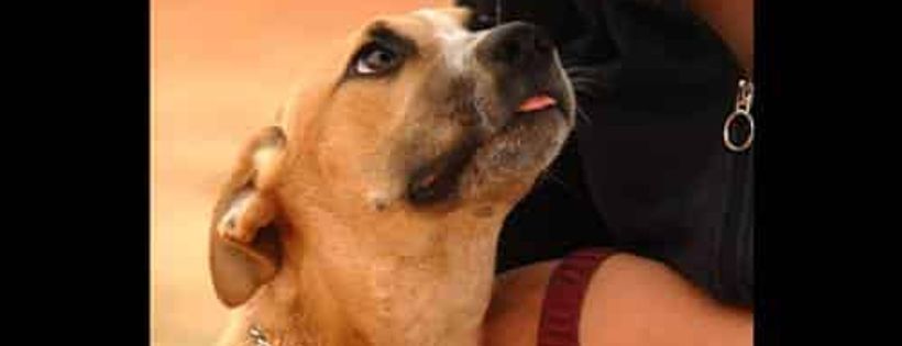 Moorook Animal Shelter