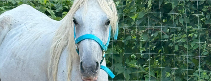 Stone Valleys Ray of Hope Equine Rescue