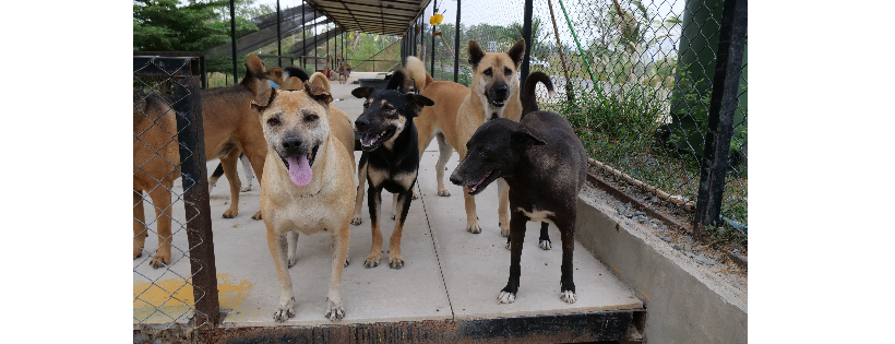 Paws At Peace - TMTRD.org Dog Sanctuary