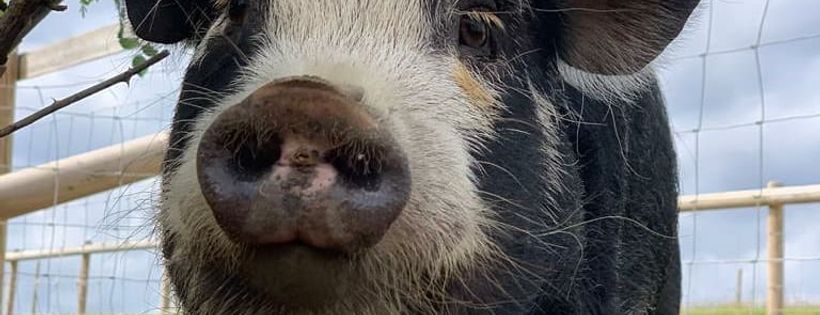 Coppershell Farm Sanctuary
