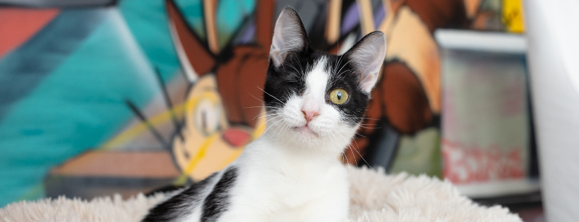 Cat Town