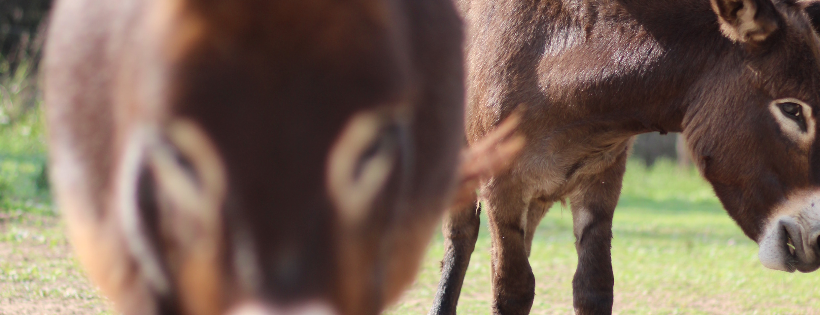 Sweet Mercies Rescue Ranch