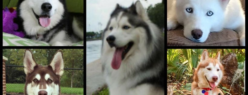 husky haven of florida
