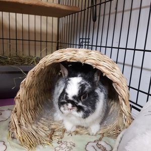 Vancouver Rabbit Rescue Logo