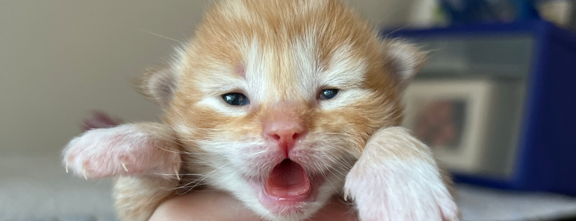 Spicy Cats Rescue