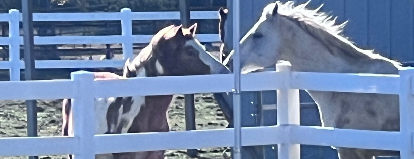 Becky's Hope Horse Rescue