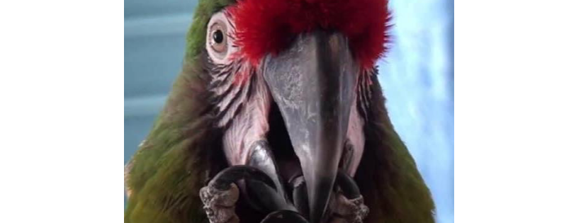 Berkshire Bird Paradise Inc.