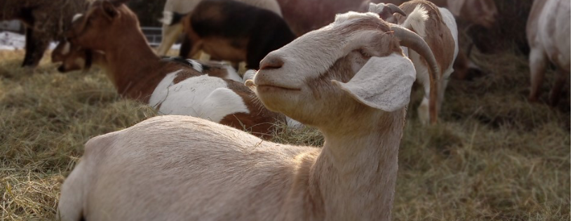 Shepherd’s Rest Goat and Sheep Rescue