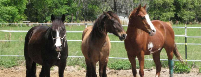 Star Canine and Equine Rescue INC.