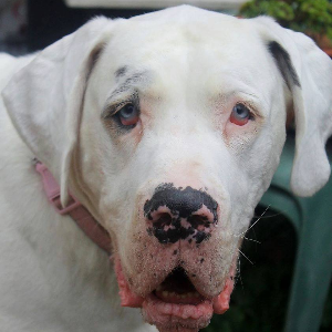 TJ Danes Rescue