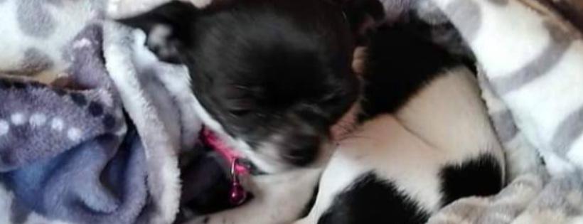 Seattle Dogs Homeless Program