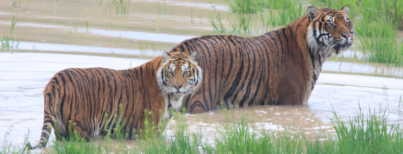 The Wild Animal Sanctuary