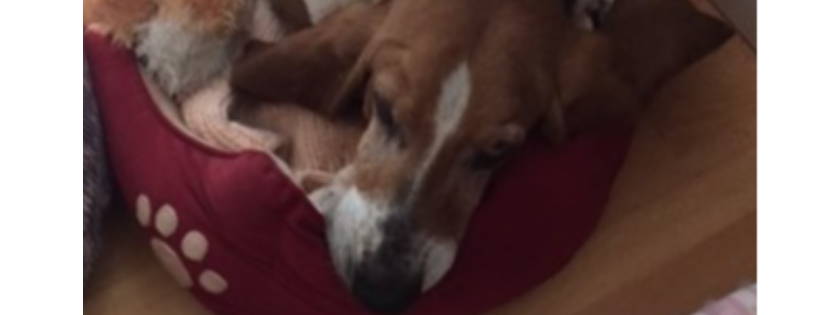 Before the Bridge Senior K9 Rescue