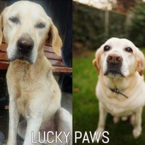 Luckypaws Trust Animal Welfare Charity