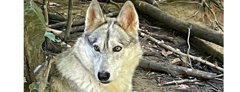 Refuge Ridge Wolfdog Sanctuary