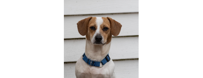 Marshall's Dog Rescue