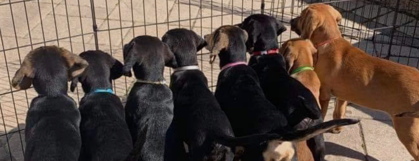 Home Free Animal Rescue