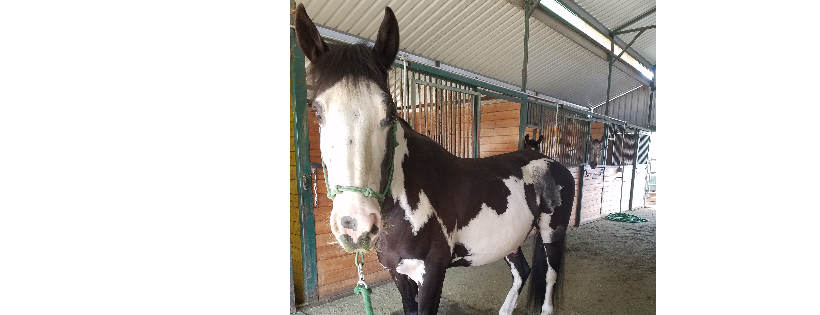 Desert Pines Horse Rescue