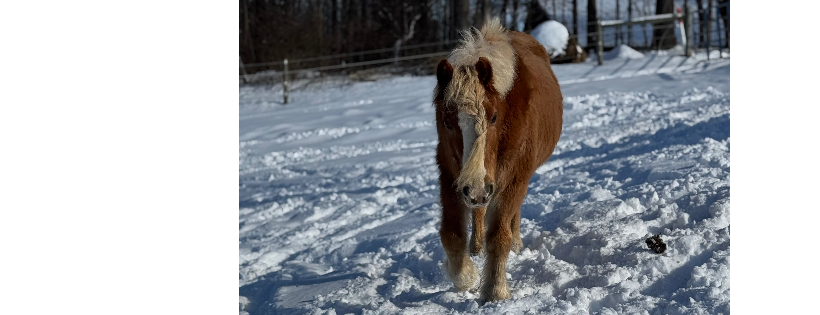 D&B Verbeek Horse Rescue and Sanctuary