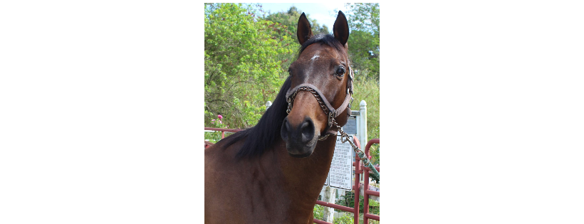 Florida Research Institute for Equine Nurturing Development & Safety, Inc.