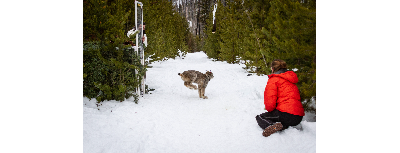 Home Range Wildlife Research