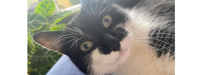 Helping Pets North East