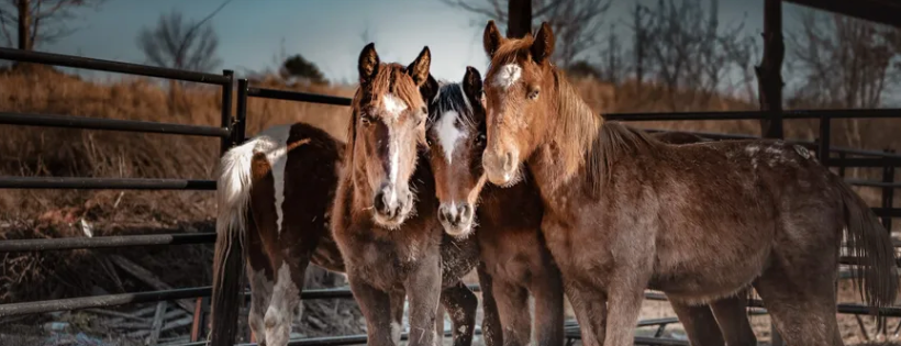 Moon Mountain Sanctuary and Rescue