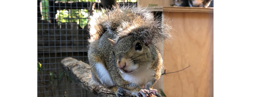 Myrtle Beach Wildlife Rescue Center