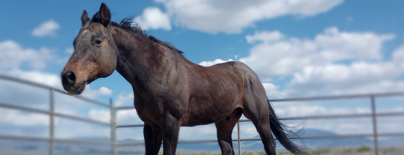 The Medicine Horse Project