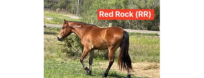Rescue Pets of Florida