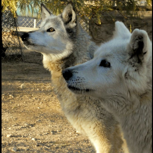 Eagle Tail Mountain Wolf Sanctuary, Inc Logo