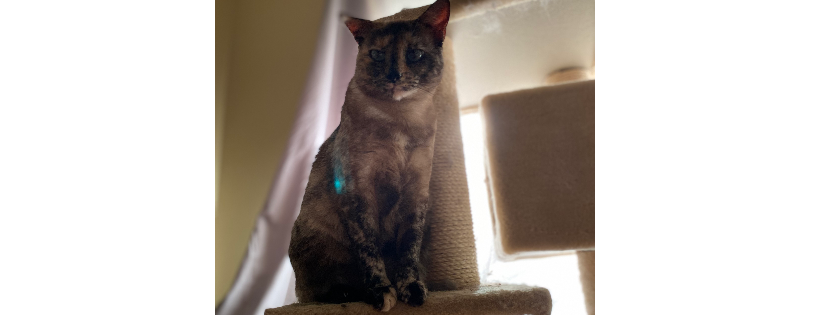Akayas Adopted Crew Rescue and Sanctuary