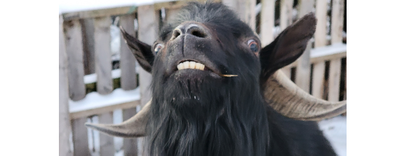 FarmYard Rescue And Rehabilitation