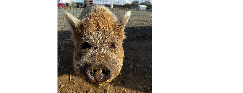 Pig Luv Co