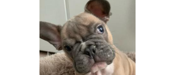 refuge magoo