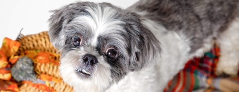 Leia's Hope Canine Rescue