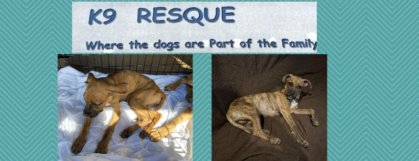 K9 Resque