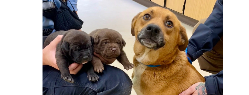 TLC Pet Rescue